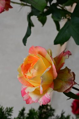 Turuncu gül yaklaş.