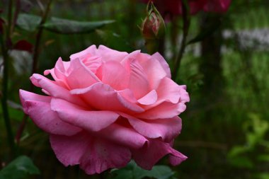 Bahçede pembe gül çiçeği