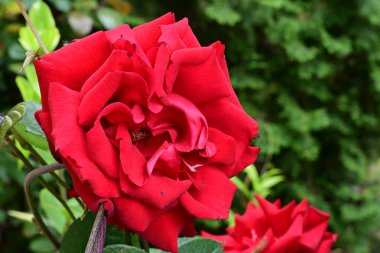 Kırmızı gül çiçeği yaklaş.