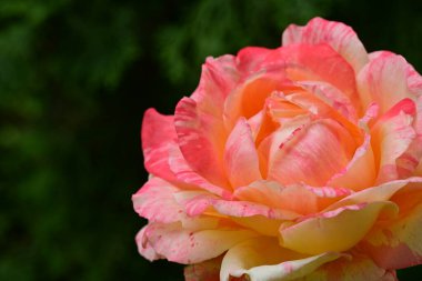 Bahçede güzel bir portakal gülü