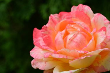 Bahçede güzel bir portakal gülü