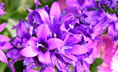 Bahçede açan güzel çiçekler, yakın plan.                