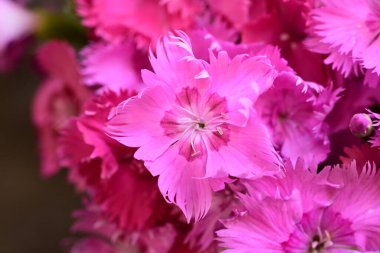 Dianthus çiçekleri pürüzsüz desen