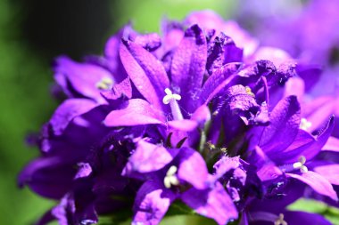 Tabağında böğürtlen ve kiraz olan çileklerin yakın plan görüntüsü