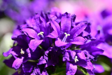 Tabağında böğürtlen ve kiraz olan çileklerin yakın plan görüntüsü