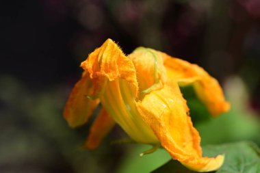 Güzel, güneşli, parlak çiçekler bahçede.