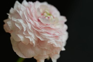 Güzel botanik fotoğrafı, doğal duvar kağıdı.