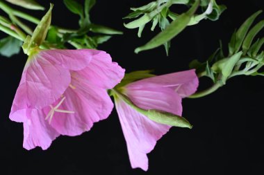 Pembe bayanlar çiçekleri kapatın.