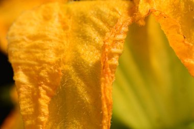 güzel sarı çiçek yakın çekim