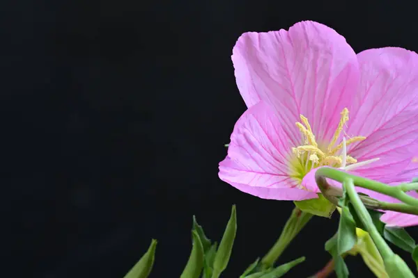 stock image Pink Ladies flowers close up