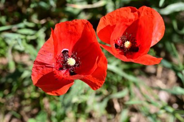 alan üzerinde haşhaş kırmızı çiçekler
