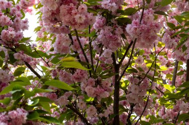 kiraz ağacı çiçekleri, bahar çiçekleri 