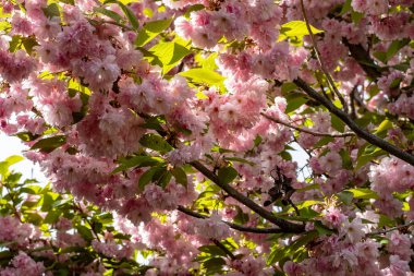 kiraz ağacı çiçekleri, bahar çiçekleri 