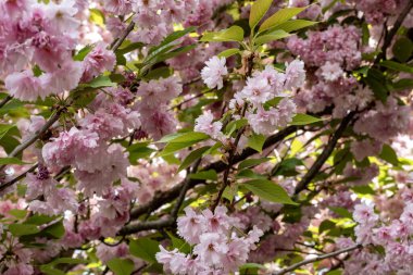 kiraz ağacı çiçekleri, bahar çiçekleri 