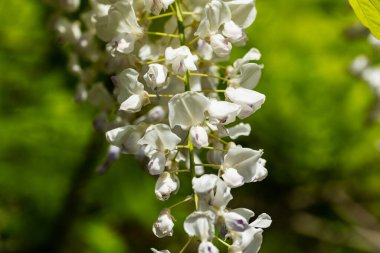 Bahçede büyüyen güzel çiçeklerin yakın çekim görüntüsü                         