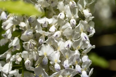 Bahçede beyaz çiçekler