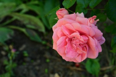 Bahçede pembe güller