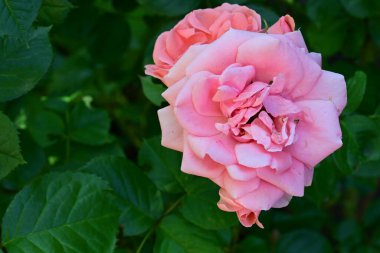 Bahçede pembe güller