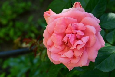 Bahçede pembe güller