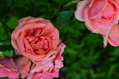 Bahçede pembe güller