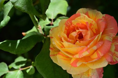 Bahçedeki çalılıklarda güzel sarı bir gül