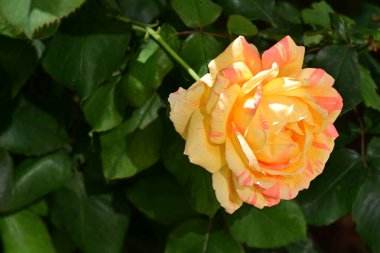 Bahçedeki çalılıklarda güzel sarı bir gül