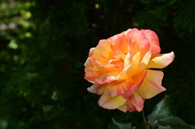 Bahçedeki çalılıklarda güzel sarı bir gül