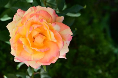 Bahçedeki çalılıklarda güzel sarı bir gül