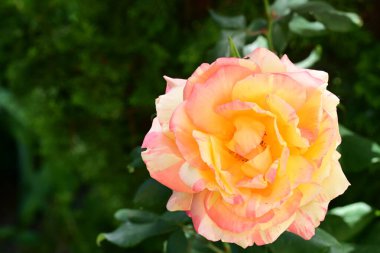 Bahçedeki çalılıklarda güzel sarı bir gül