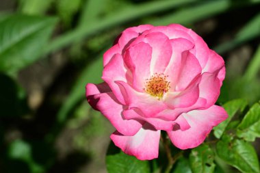 Nigella Damascena L. Yeşil çimlerde çiçek 