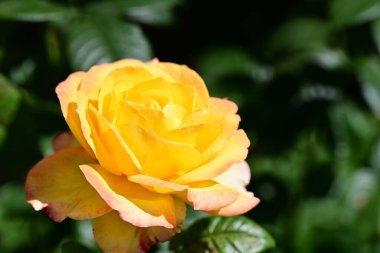 Bahçedeki turuncu gül, kapat. 