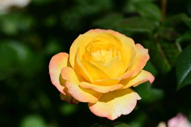 Bahçedeki turuncu gül, kapat. 