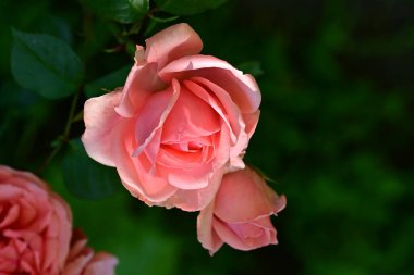 Nigella Damascena L. Yeşil çimlerde çiçek 