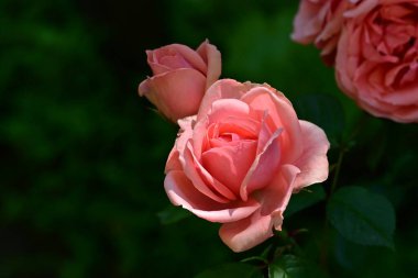 Nigella Damascena L. Yeşil çimlerde çiçek 