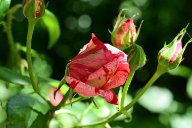 Bahçede kırmızı gül çiçeği