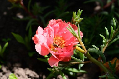 Bahar bahçesinde yetişen güzel çiçek 