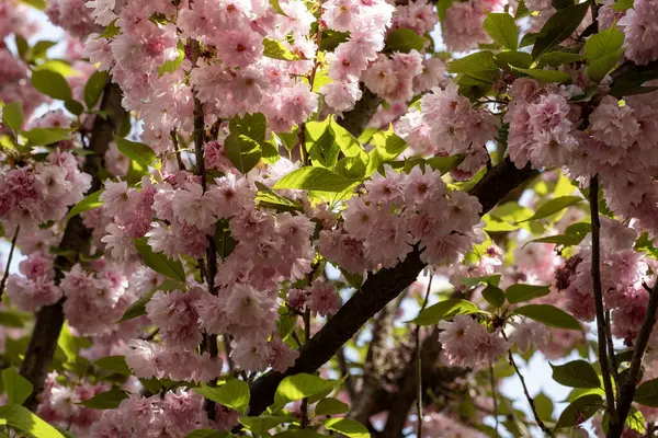 kiraz ağacı çiçekleri, bahar çiçekleri 