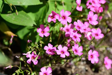 Bahçedeki güzel mor küçük çiçekler 