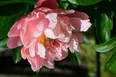 Bahçede açan güzel şakayık çiçekleri 