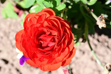 Bahçede kırmızı gül çiçeği