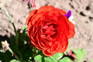 Bahçede kırmızı gül çiçeği