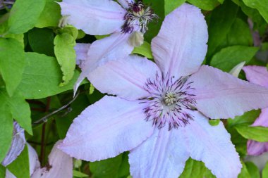 Mor klematis çiçeklerini kapat