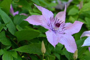 Mor klematis çiçeklerini kapat