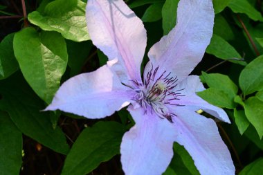 Mor klematis çiçeklerini kapat