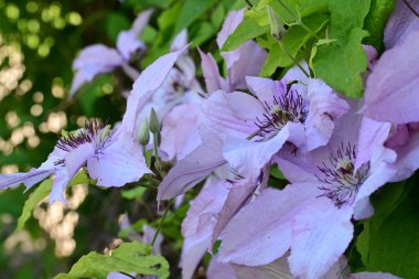 Mor klematis çiçeklerini kapat