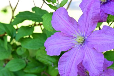 Mor klematis çiçeklerini kapat