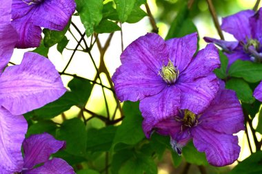 Mor klematis çiçeklerini kapat