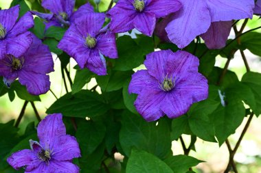 Mor klematis çiçeklerini kapat