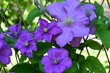 Mor klematis çiçeklerini kapat