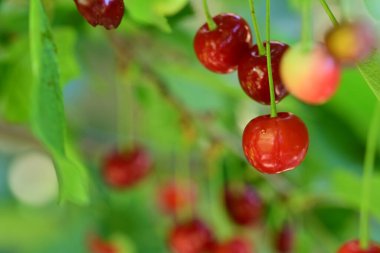 Ağacın kırmızı meyveleri 